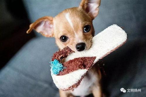 吃瓜娱乐酱小狗拍照,吃瓜娱乐酱与小狗的欢乐拍照时光